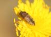 Acmaeodera pilosellae